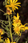 Lynn Haven goldenaster